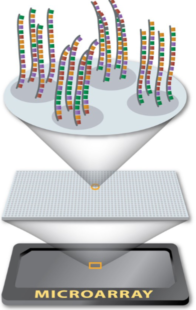 <p>Probes are short pieces of single-stranded DNA.</p><p>They are oligonucleotides immobilized on the surface of the array.</p>