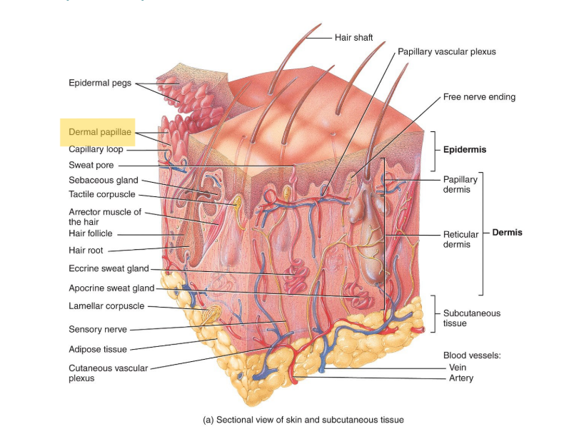 <p>blood vesels, corpuscles of touch and free nerve endings for temp., pain etc.</p>