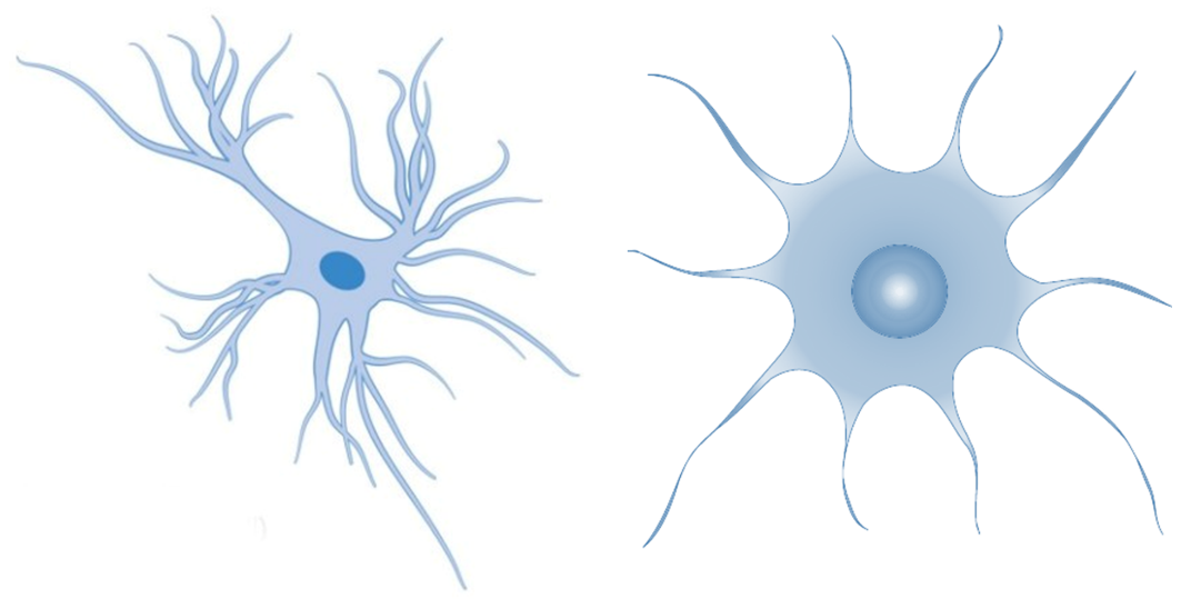 <p>What do <strong>astrocytes </strong>do?</p>