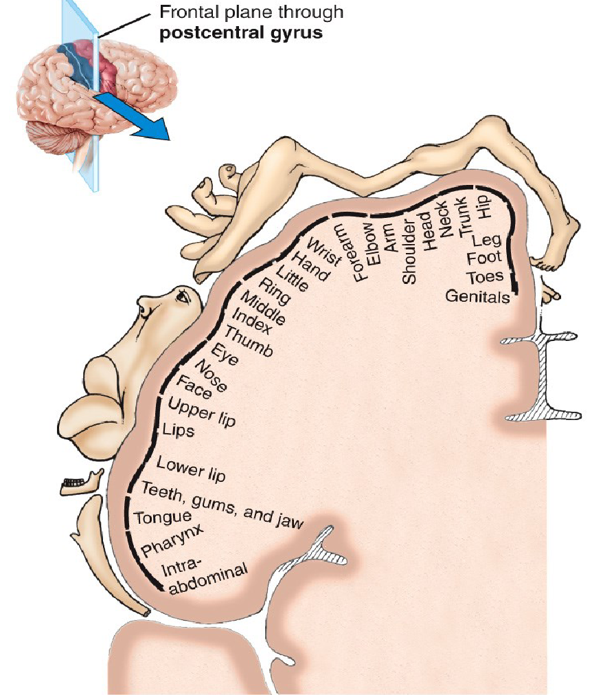 <p>Senses that are being catered to in the primary somatosensory area in the postcentral gyri.</p>