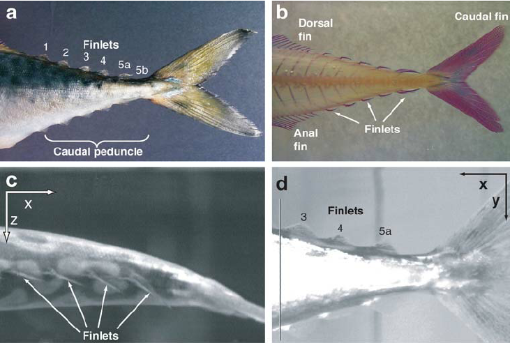 <p>Found towards tail especially in fast swimming pelagic fish. Finlets look like small, stiff triangular fins on both dorsal and ventral surface. Scutes are large scales or bony plates along the body towards the caudal peduncle. Thought to assist efficiency of swimming in fast, pelagic species.</p>