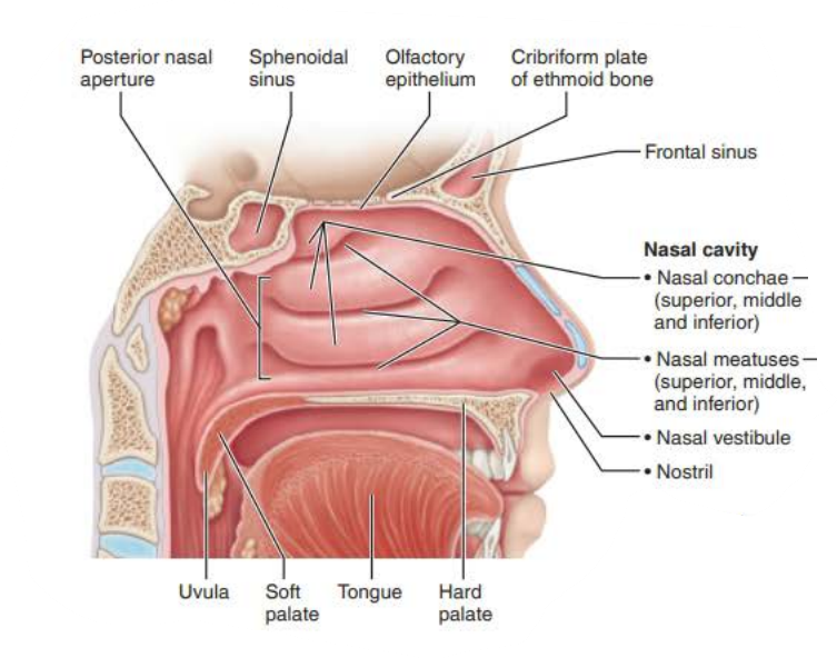 <p>nasal cavity</p><p>ethmoid</p><p>sphenoid </p><p>palate </p><p>nasal</p><p>oral</p>