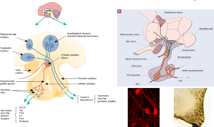 <p>Some peptides act both as hormones and neurotransmitters</p><p>In some cases, their endocrine and neural functions are linked, while in others, they are not</p>