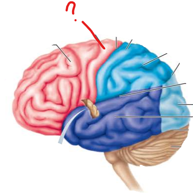 <p>name the broddman's area and the functional brain region that sits on it</p>