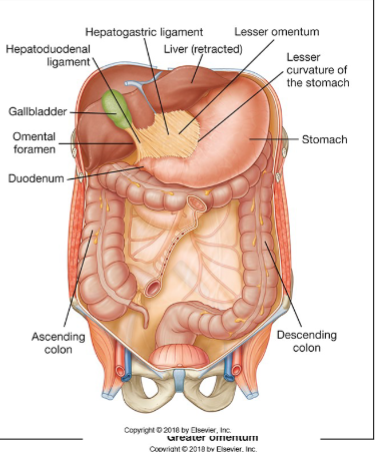 <p>The stomach serves to dilate the GI tract, allowing for storage and chemical digestion. Structurally, it has a curved shape with a lesser curvature and a greater curvature. Its muscular layers include a third oblique layer that facilitates churning of food. The stomach is intraperitoneal and is associated with the greater omentum and lesser omentum. Additionally, it is connected to the liver through the hepatogastric and hepatoduodenal ligaments.</p>
