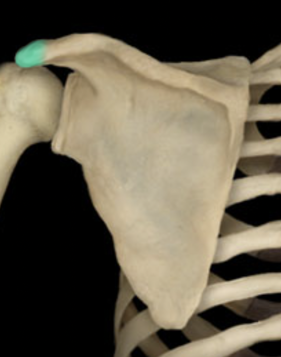 <p>Scapula</p>