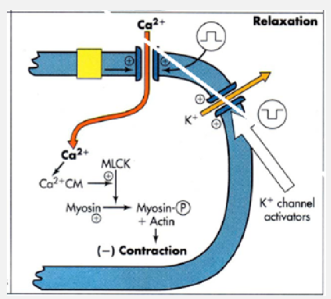 <p><u>Potassium channel openers act on arterioles by:</u></p><p>✩ Increasing outward potassium (K+) current, leading to hyperpolarization of smooth muscle cells.</p><p>✩ Reducing voltage-gated calcium channel (VGCC) activity and intracellular calcium concentration ([Ca]i).</p><p>✩ Decreasing myosin light chain kinase (MLCK) activity, which results in increased relaxation and vasodilation of arterioles.</p>