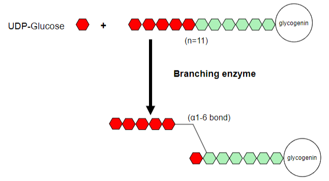 <p>-The branching enzyme transfers a segment of the growing chain and attaches it to an earlier part of the chain</p><p>-Forming an alpha-1,6-glycosidic bond</p>
