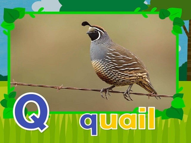 <p>quail</p>