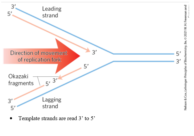 <p>Replication forks are dynamic points where parental DNA is unwound and separated strands are replicated. This allows proteins involved in replication/synthesis to be able to access the template strands and allows both parent DNA strands to be replicated simultaneously (cuts time in half). Both ends of the bacterial chromosomes have active replication forks. Origin is where the loop opens, generating the fork. New strands are always synthesized 5' to 3'. Leading strand= continuously synthesizes 5' to 3' in the same direction that the replication fork. Lagging strand also synthesizes 5 to 3 but proceeds in the opposite direction of fork movement by Okazaki fragments. The template is read 3 to 5 </p>