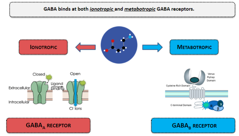 <p>GABA binds at both ionotropic and metabotropic GABA receptors.</p>