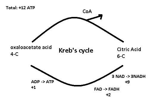 <p>Acetyl CoA is a coupling enzyme, puts together 4-C and 2-C.</p>