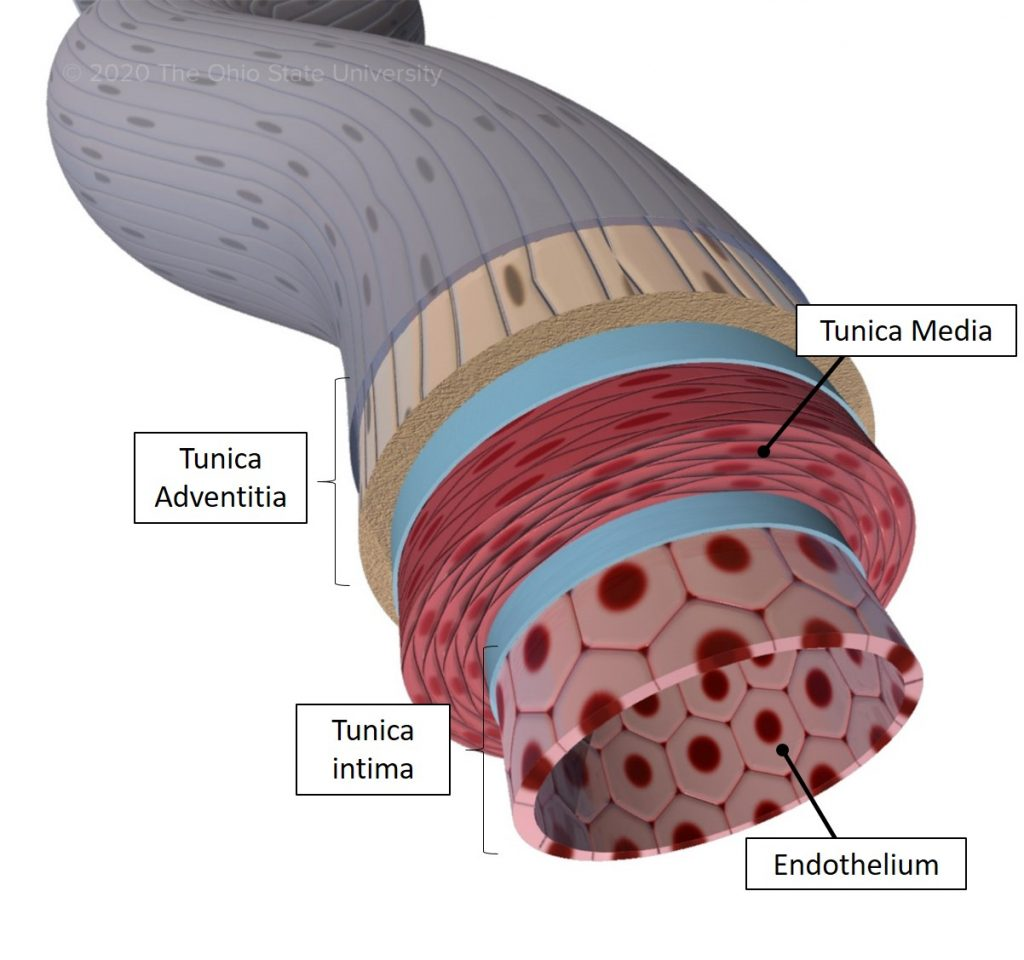 <p>– Endothelial layer</p><p>Controls vascular permeability, modulates vasoconstriction, site of angiogenesis, regulates coagulation</p>