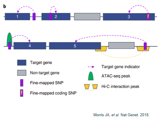 <p><strong>Proximity</strong>:</p><p>Gene closest to a fine-mapped SNP.</p><p>Gene containing a fine-mapped SNP.</p><p><strong>Non-synonymous exonic change</strong>:</p><p>Fine-mapped SNP is a coding variant that results in an amino acid change.</p><p><strong>Chromatin conformation capture</strong>:</p><p>Gene closest to a fine-mapped SNP residing in an <strong>ATAC-seq peak</strong>.</p><p>Fine-mapped SNP located in a <strong>Hi-C promoter interaction peak</strong>, indicating it is closer to the target gene in 3D space than linearly on the genome.</p>