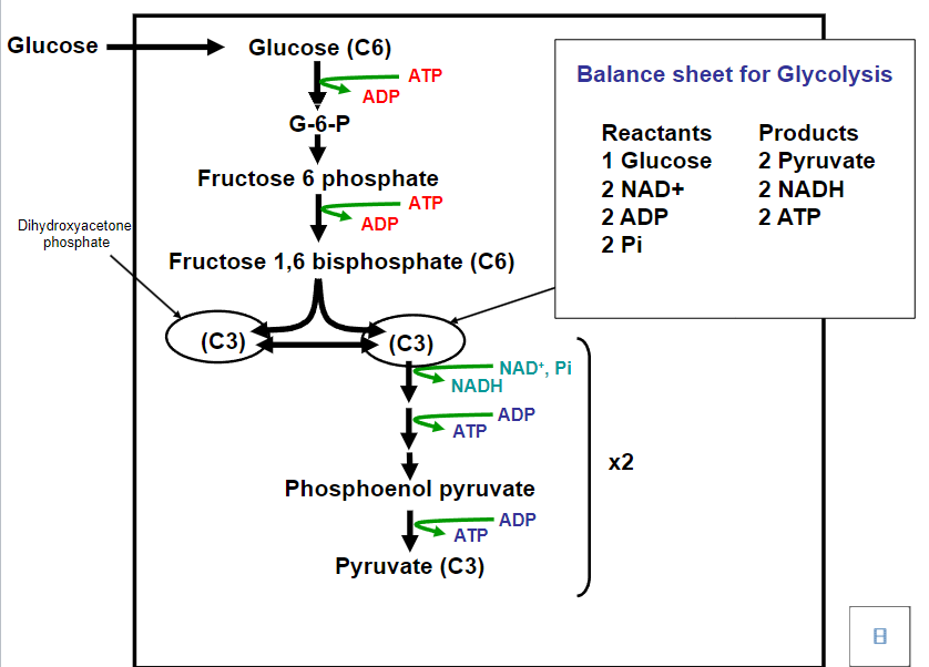 <p>C3-DAPH (dihydroxyacetone phosphate)</p><p>C3-GAP (glyceraldehyde 3-phosphate)</p>
