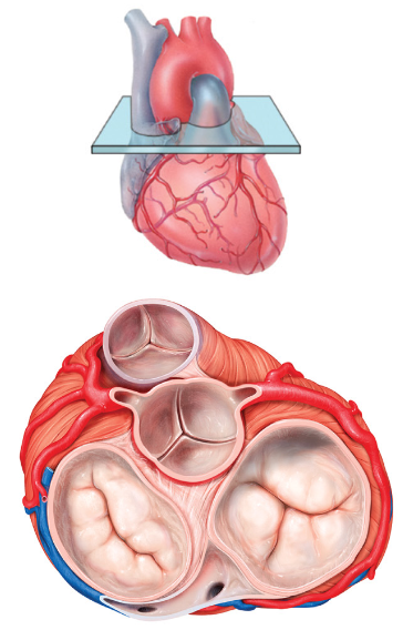 <p>- fibrous connective tissue separating atria and ventricles </p><p>- forms solid rings around heart valves, base of aorta and pulmonary trunk, to provide structural support for these structures and hold them in place </p>