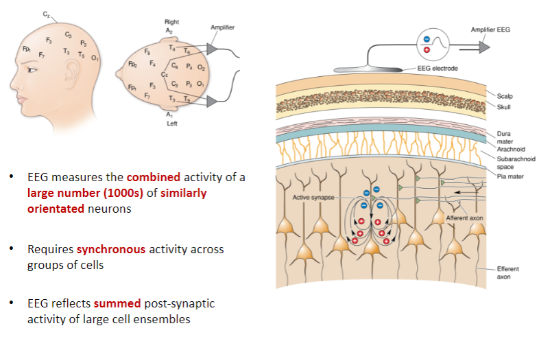 <p>An EEG measures the combined activity of a large number (thousands) of similarly oriented neurons.</p>