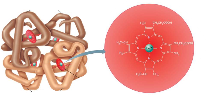 <p><strong>Hemoglobin</strong></p><p><em>Structure</em></p><p></p><p><em>_____</em></p><p><em>___ pigment</em></p><p><em>Each Heme group contains an _____ ___ in the center</em></p><p><em>__ total&nbsp;</em></p><p></p>