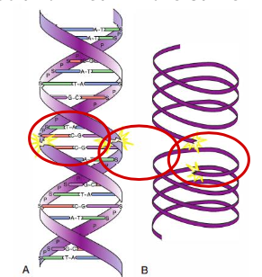 <p>ladderlike molecule structure (A) causes complete chromosome breakage, resulting in a cleaved or broken chromosome (B)</p>