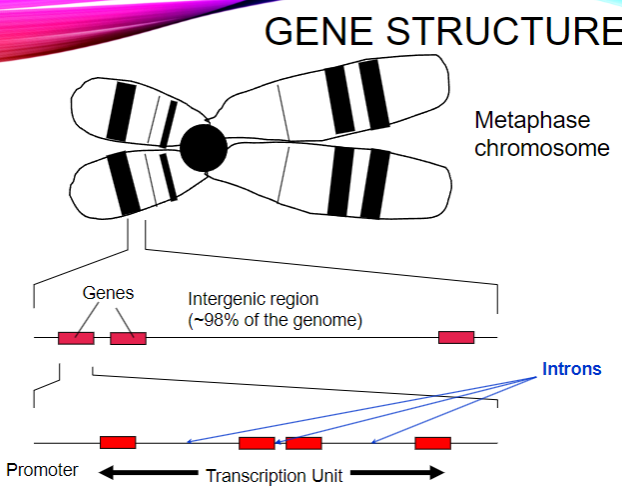 <p>Regulatory elements.</p><p>Sequences of no known function, such as repetitive DNA, endogenous retroviruses, and pseudogenes.</p>