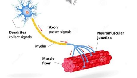 <p>-In CNS but project axons outside CNS to control muscle</p><p>-release neurotransmitters that bind to post synaptic receptors </p><p>-Carry impulses from brain/spinal cord to muscle and gland </p>