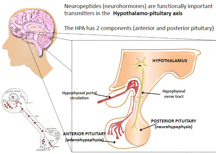 <p>Neuropeptides (neurohormones) are functionally important transmitters in the Hypothalamo-pituitary axis</p>