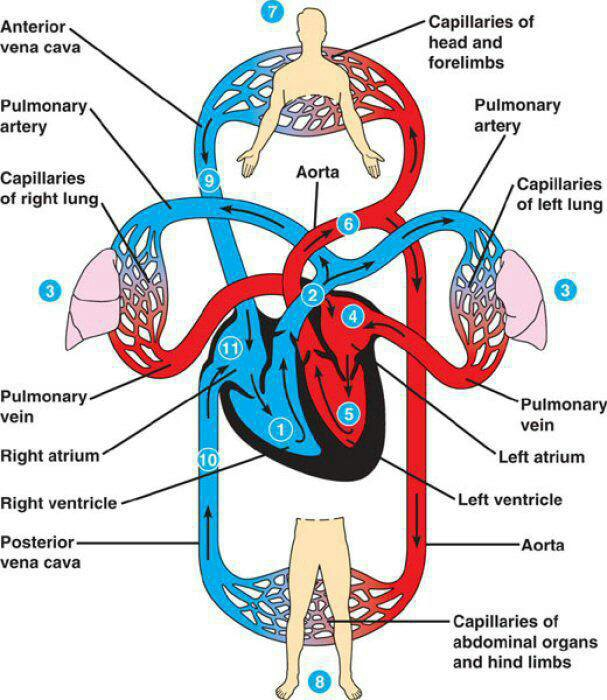 <p><strong>Pulmonary circulation</strong>: Responsible for gas exchange in the lungs.</p><p><strong>Systemic circulation</strong>: Serves the rest of the body.</p>
