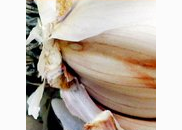 <p>garlic</p>