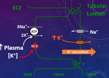 <p><u>An increase in plasma potassium (K+) concentration increases K+ secretion in three ways:</u></p><p>✿ <span class="tt-bg-yellow">Slows exit from the basolateral membrane,</span> leading to an increase in intracellular potassium concentration ([K+]i) and creating a cell-lumen concentration gradient.</p><p>✿ Increases the activity of the Na+/K+ ATPase, resulting in an increase in intracellular potassium concentration ([K+]i).</p><p>✿ <span class="tt-bg-green">Stimulates aldosterone secretion.</span></p>