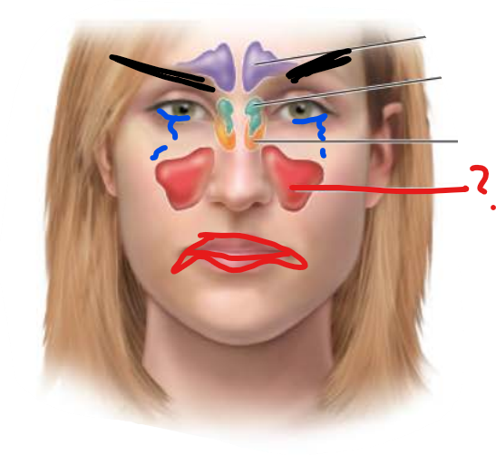 <p>Maxillary Sinus</p>