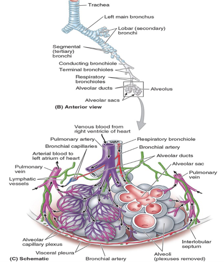 <p>Respiratory bronchioles branch from terminal bronchioles.</p>