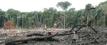 <p>Deforestation&nbsp;</p>