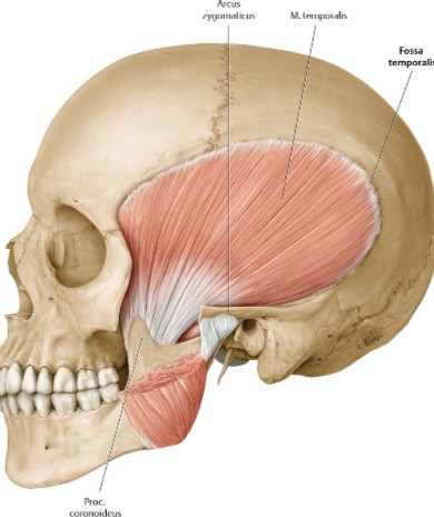 <p>Synergist to jaw closure</p>