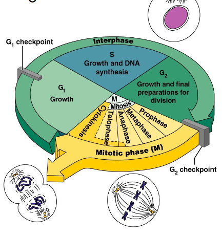 <p>1. Interphase (G1, S, G2 phases) where growth, and prep happens</p><p>2. Mitotic (M phase) where mitosis happens </p><p>note: Cells that remain in the stage (i.e. don't divide again once mature) are said to be in G0 phase</p>