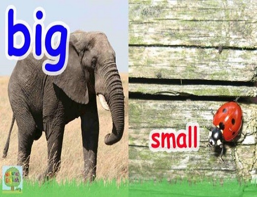 <p>big and small</p>