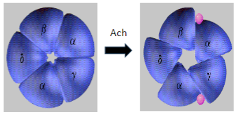 <p>In <strong>Myasthenia Gravis</strong>, antibodies target and <strong>degrade</strong> the <strong>muscle nicotinic acetylcholine receptors (AChRs)</strong>, specifically the <strong>α1 subunit</strong>.</p><p>This results in <strong>decreased receptor function</strong> and disrupted neuromuscular signaling, leading to <strong>muscle weakness</strong>.</p>