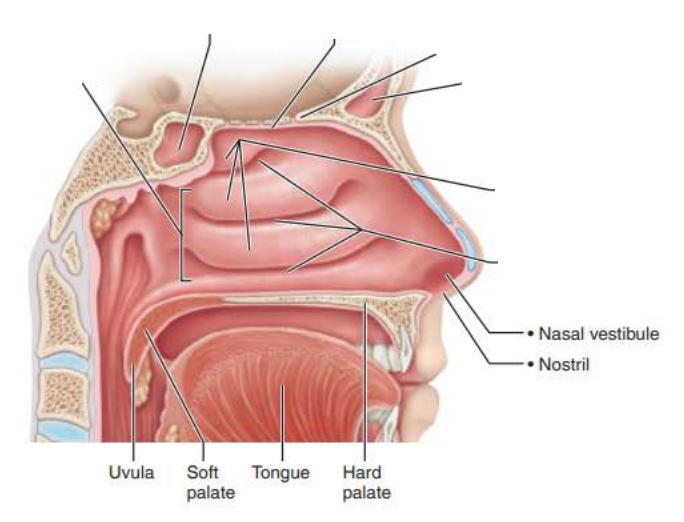 <p><strong>Nasal Cavity</strong></p><p></p><p><em>the __________ anteriorly is  _______ ________ and posteriorly ______ _______ and ____________ ________, it divides the _____ ________</em></p>