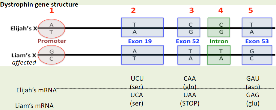 <p>Is difference #5 a possible cause of DMD in Liam?</p><p></p><p>A. Yes</p><p></p><p>B. No</p><p></p><p>C. Maybe</p>