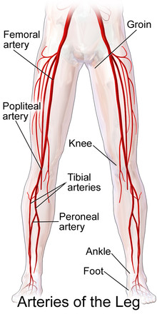 <p>The popliteal artery travels across the popliteal fossa and eventually bifurcates into the anterior and posterior tibial arteries.</p>