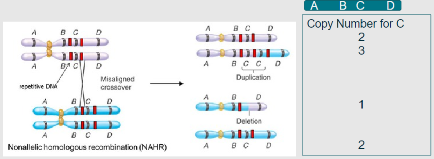 <p>A process in meiosis where homologous chromosomes align, leading to duplication or deletion of genetic material (1)</p><p>Results in copy number variation instead of the beneficial shuffling of alleles (1)</p>