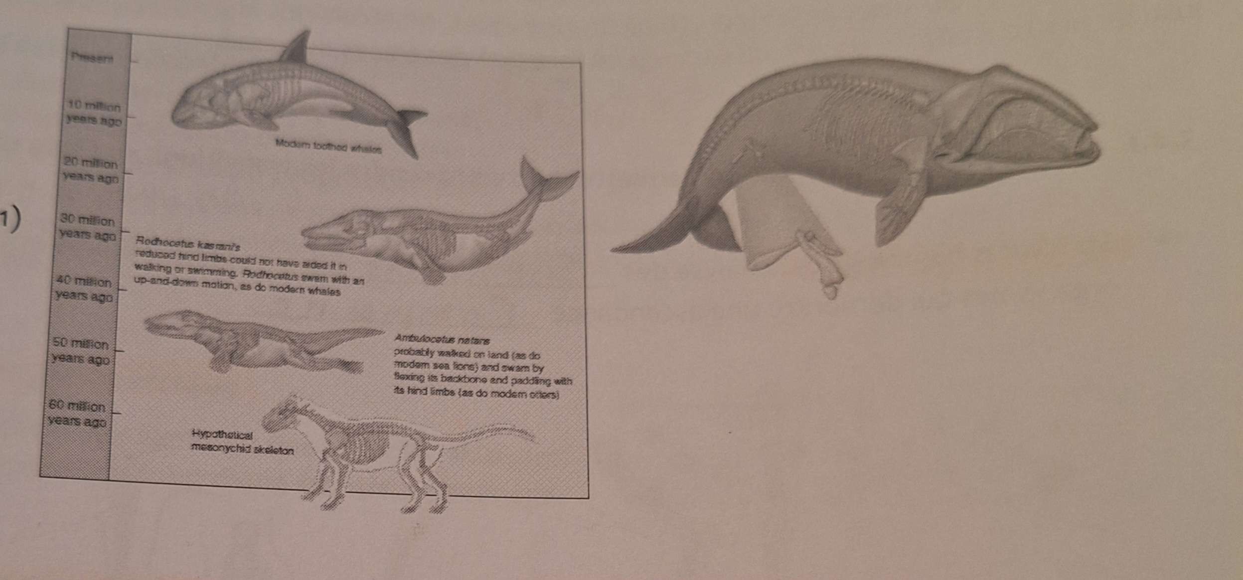 <p><strong>Structures vestigiales</strong>: </p>