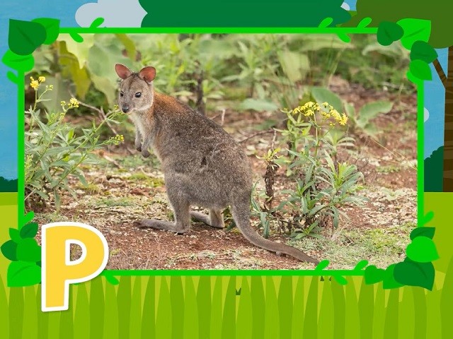 <p>pademelon</p>