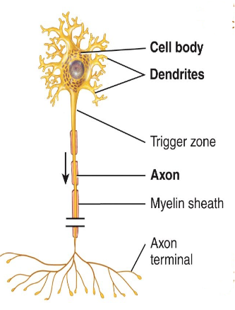 <p>What kind of neuron is this and where can it be found?</p>