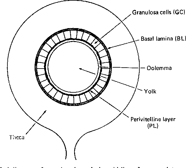 <p>The <strong>granulosa cells</strong> secrete an acellular layer called the <strong>basal lamina (BL)</strong>.</p><p>The basal lamina provides additional structure and protection to the oocyte.</p>