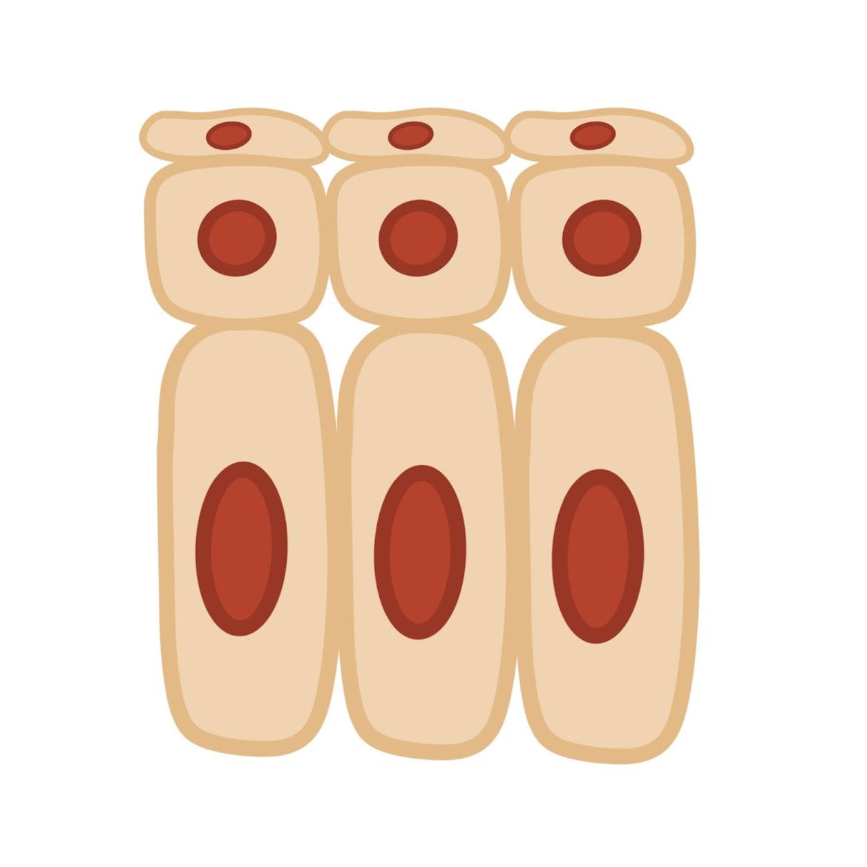 <p>Stratified epithelial tissue but can change shape based on function or state</p>