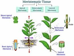 Meristematic Tissues