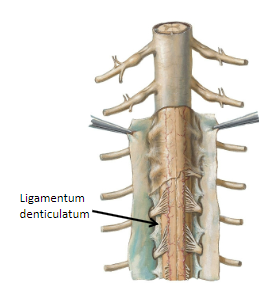 <p>A thin ridge of <strong>pia mater</strong> on each side of the spinal cord.</p><p>Made up of <strong>21 pointed projections</strong> of pia mater extending laterally.</p>