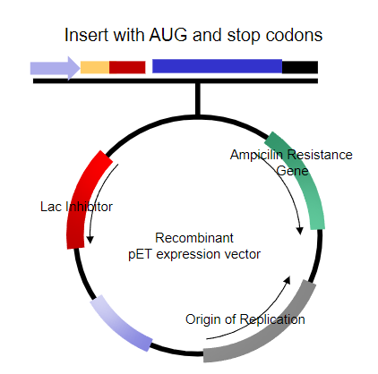 <p>Inducible Promoter.</p><p>Shine-Dalgarno sequence.</p><p>Insert with in-frame start and stop codons.</p><p>Transcriptional terminator.</p><p>Origin of replication.</p><p>Selectable marker.</p><p>Choice of unique restriction sites (MCS).</p>