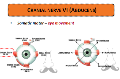 <p><strong>Somatic motor:</strong> Controls <strong>eye movement</strong>, specifically innervating the lateral rectus muscle to abduct the eye.</p>