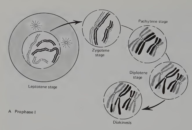 <p>A complex stage that is usually divided into five substages: leptotene, zygotene, pachytene, diplotene, and diakinesis</p>